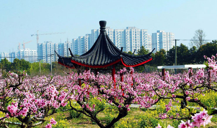 中国旅游景区大全之上海南汇桃花村