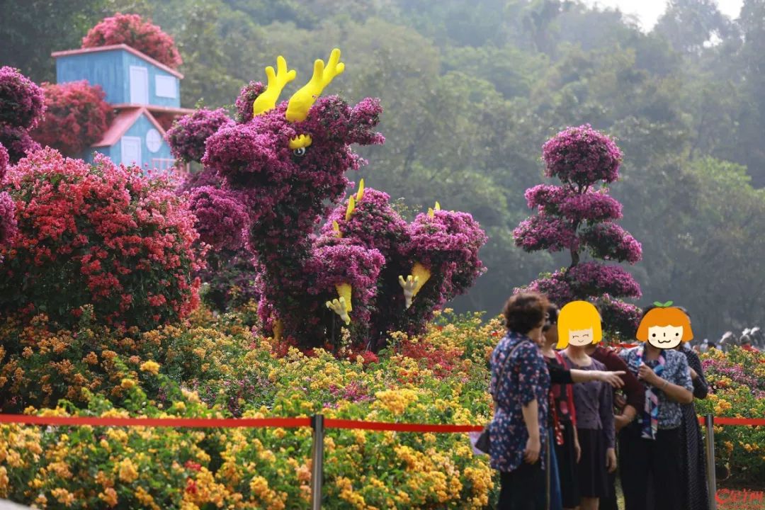 美爆廣州11月賞花攻略醉蝶花簕杜鵑木芙蓉千萬別錯過