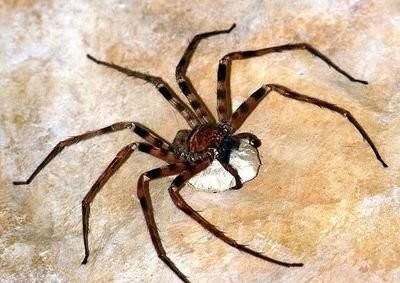 原创这种蜘蛛不仅没毒,还能帮助人类消灭昆虫