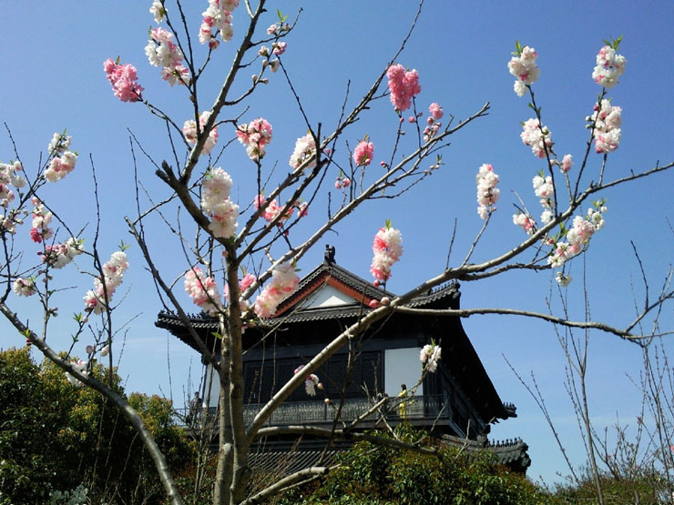 中国旅游景区大全之上海南汇桃花村