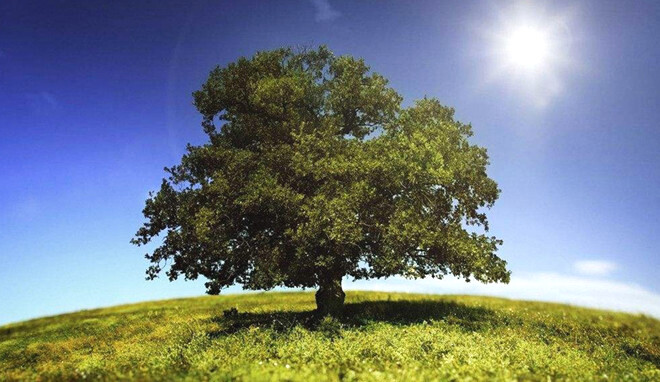 甲木喜忌 来自搜狐网