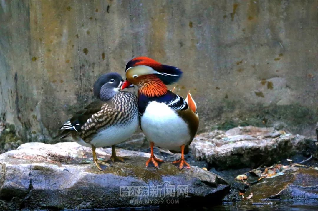 爱情鸟明年见兆麟公园200多只鸳鸯已陆续南迁