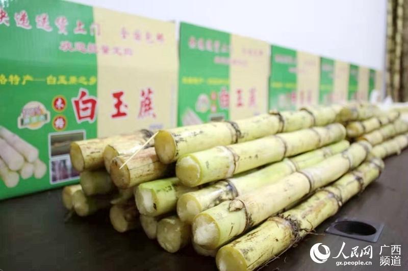 贵港市港南区木格白玉蔗初始上市价格略涨