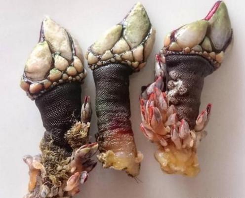 鹅颈藤壶还有很多俗称,如海鸡脚,鬼爪螺,九爪螺 ,佛手螺,龟足,笔架等.