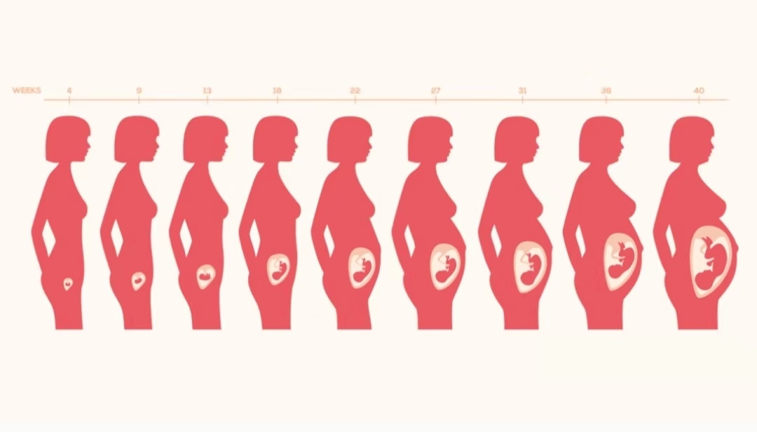 怀孕子宫大小变化图图片