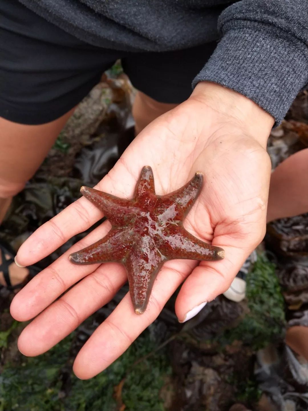 在史丹利公园的野外实习中,我看到了极其少见的六角海星.