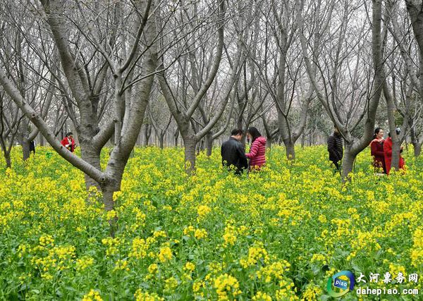 中國旅遊景區大全之許昌鄢陵唐韻櫻花園