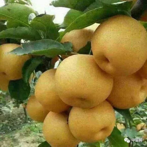 晚秋黄梨自花授粉皮薄核小无石细胞果肉细滑洁白香甜