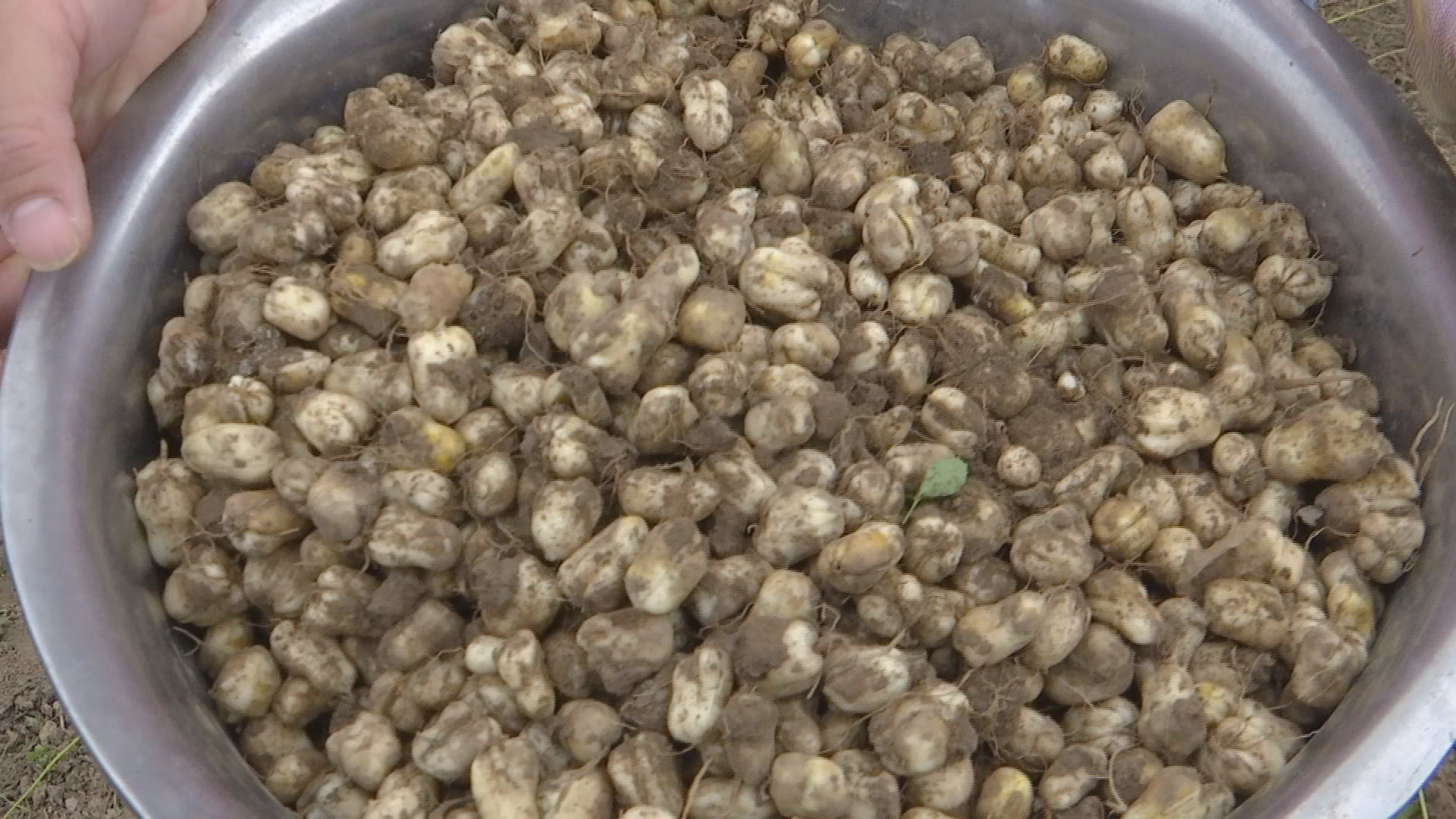 川贝母的最佳采挖年限和时间