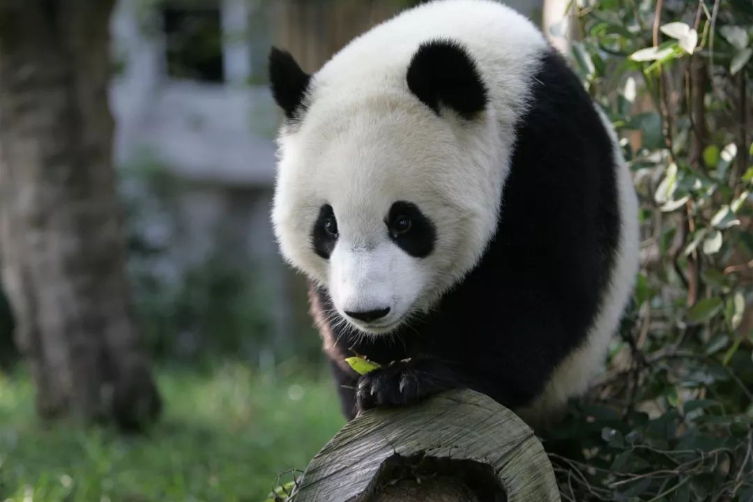 方志四川61纪念大熊猫科学发现150周年马睿熊猫文化与国家公园