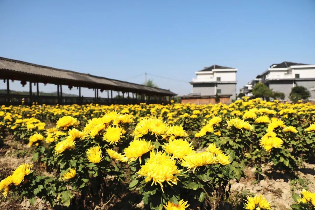 美炸桂阳这里的金丝皇菊花海绽放快约起来错过再等一年
