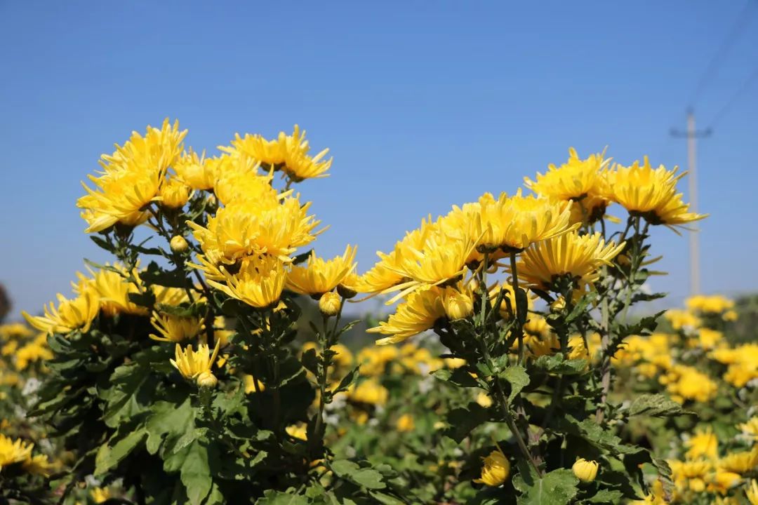 美炸桂阳这里的金丝皇菊花海绽放快约起来错过再等一年