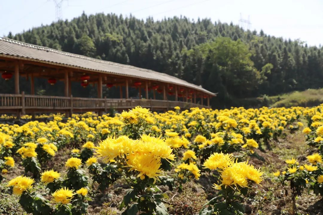 美炸桂阳这里的金丝皇菊花海绽放快约起来错过再等一年