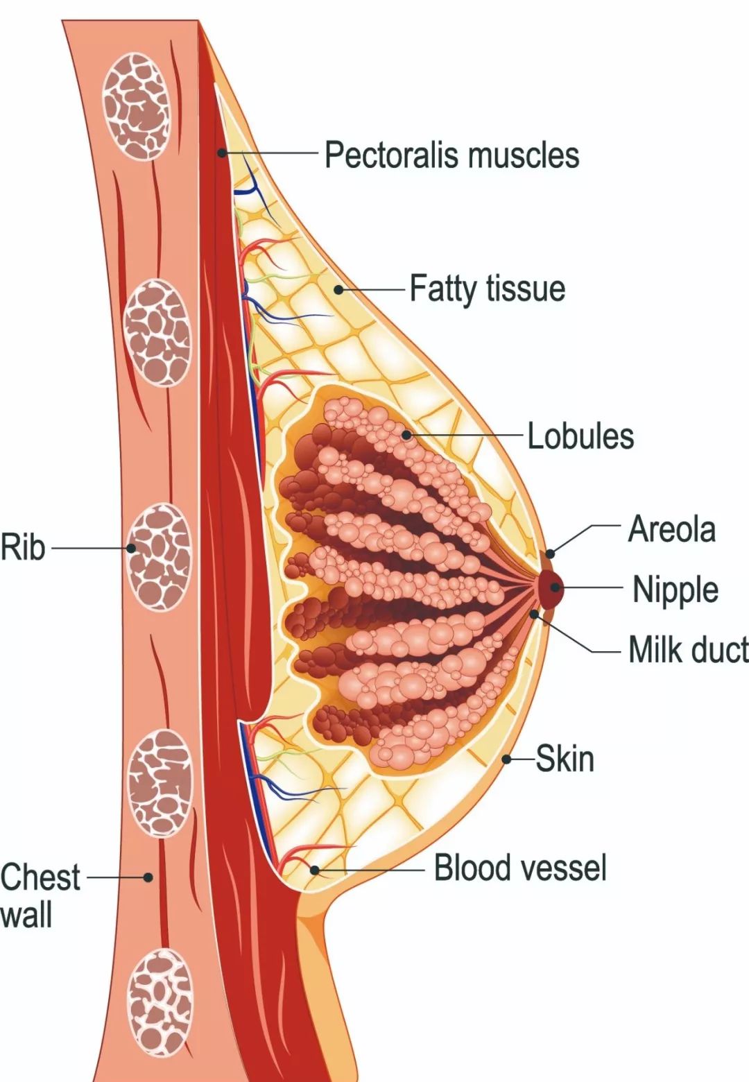 乳房发育全过程图解图片