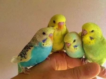 虎皮鹦鹉亲鸟为什么杀死雏鸟,原因其实很简单!_繁殖