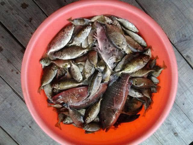 海边一种小不丁点大的泥猛鱼刺得龇牙咧嘴腹内有一股特殊的臭