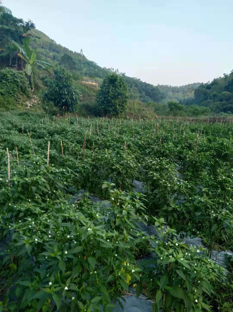 (某贫困户的辣椒地)受种植地点,光照等的影响,有些贫困户的辣椒已经