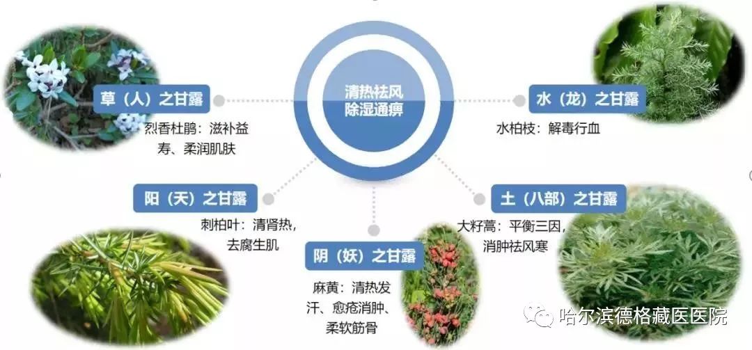 组成,它们按生长的地域依次可称为"阳,草地,土,阴,水的甘露"或称为"天