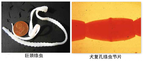 嗨,这位铲屎官,我想跟你谈谈绦虫和"内宠爱"