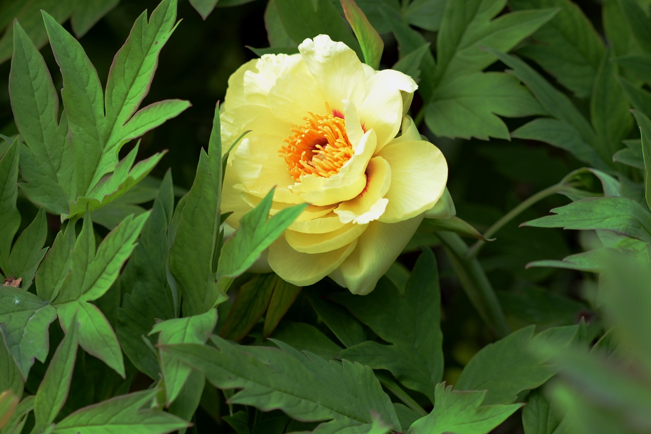 洛阳牡丹中的极品金黄璀璨光彩照人被誉为百花之王