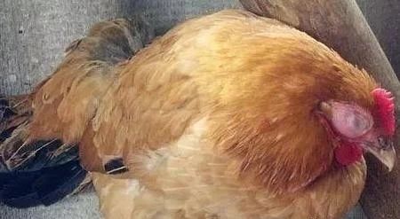 鸡头肿脸肿并且还有呼噜声属于什么病该怎么治疗和预防