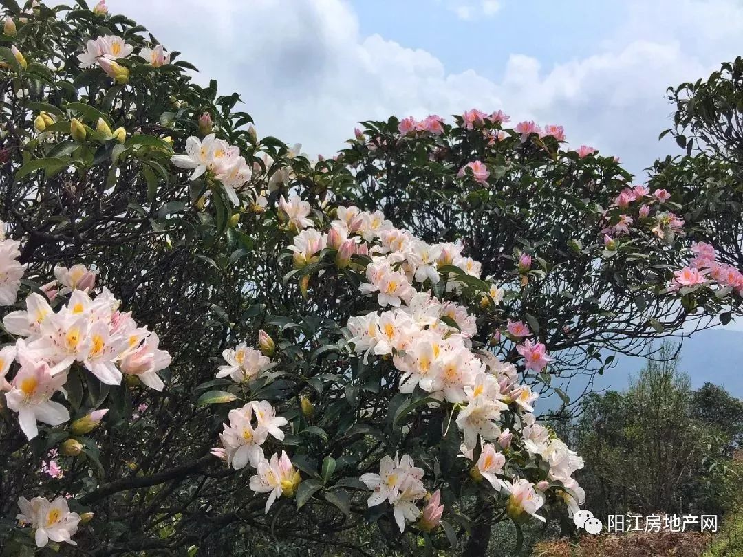 阳春鸡笼顶花海首先就是阳春双滘鸡笼顶项目最优质,最早签约的中山