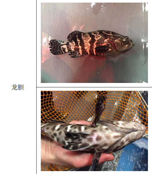 龙胆和老虎斑还傻傻分不清