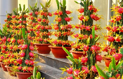 盆栽火龙果如何种植