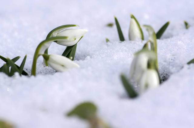 冰天雪地中依然盛开的雪花莲