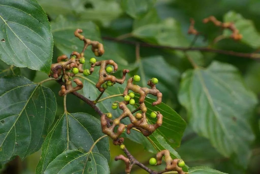 吃拐枣讲究时令,经霜之后的拐枣才是最甜,时节没到就采下来的拐枣吃