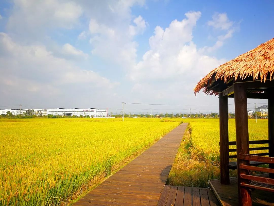 咨询热线:0571-88775099地址:余杭永安·稻香小镇活动时间:11月1日-11