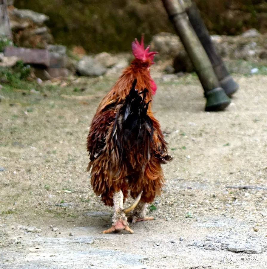 高州古丁一村民养了一只公鸡10年,脚趾如刀箭,只要用途是.