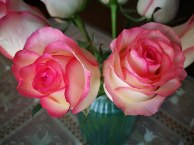 红边玫瑰很有质感