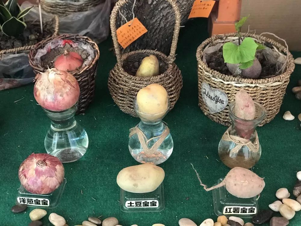 自然角里的"活教育"_植物