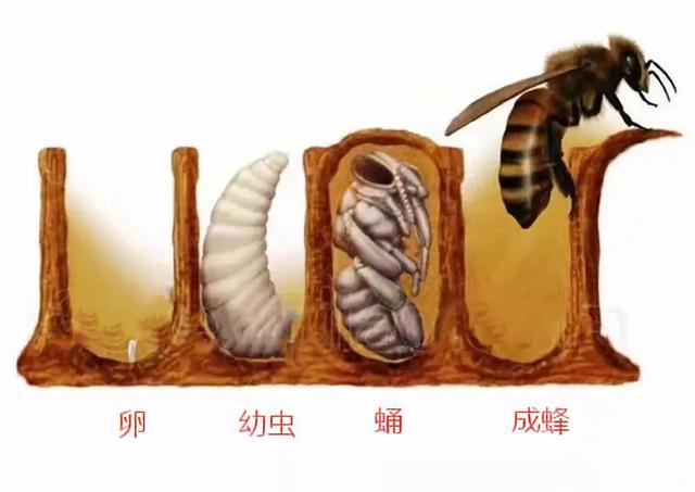 蜂王幼虫日龄图图片