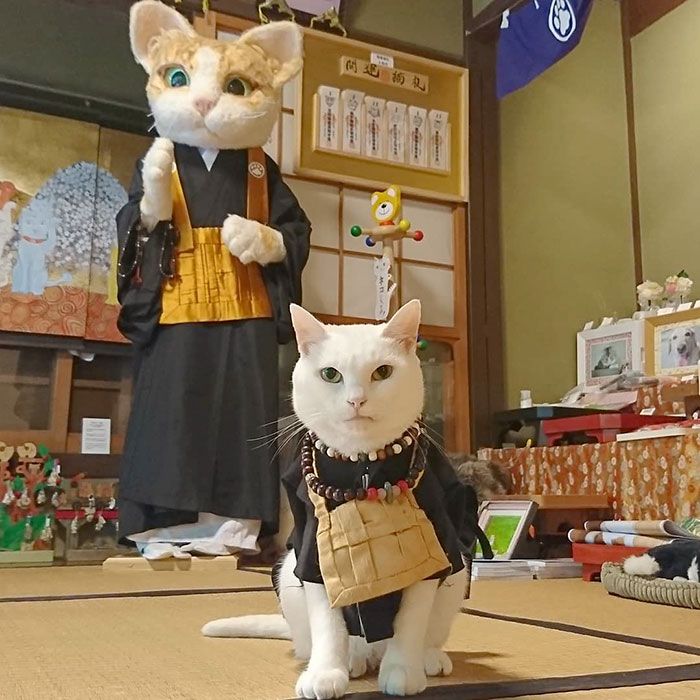日本最神奇的猫咪寺庙不仅供奉的是猫神就连和尚也是猫咪
