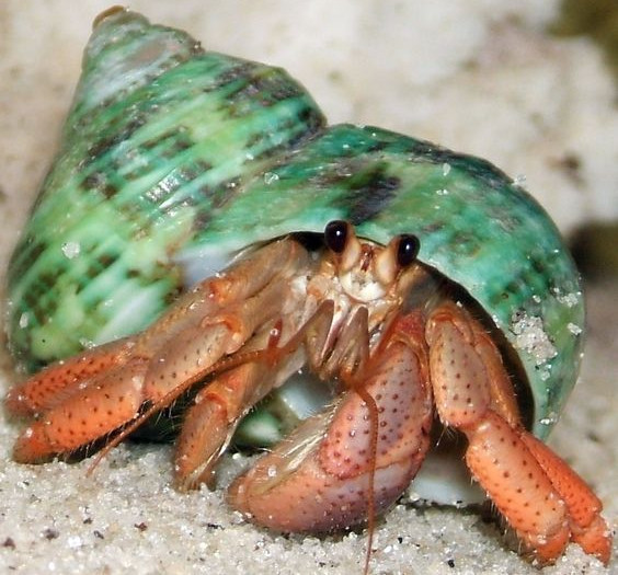 镜头下没有隐私的房子寄居蟹的一举一动一览无遗