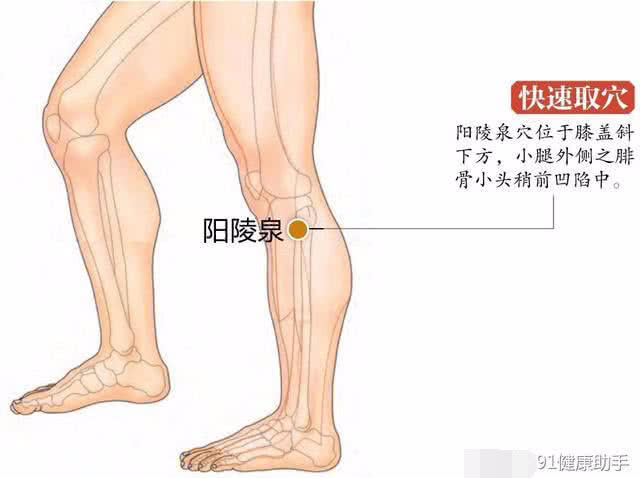 足三里阳陵泉简易找法图片