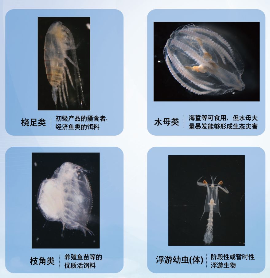 海洋环保科普5一起来了解海洋生物有哪些
