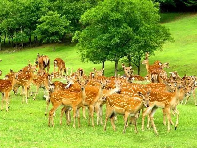 金林美景系列:让来自大森林里的"精灵"梅花鹿,带您畅游金山鹿苑吧!