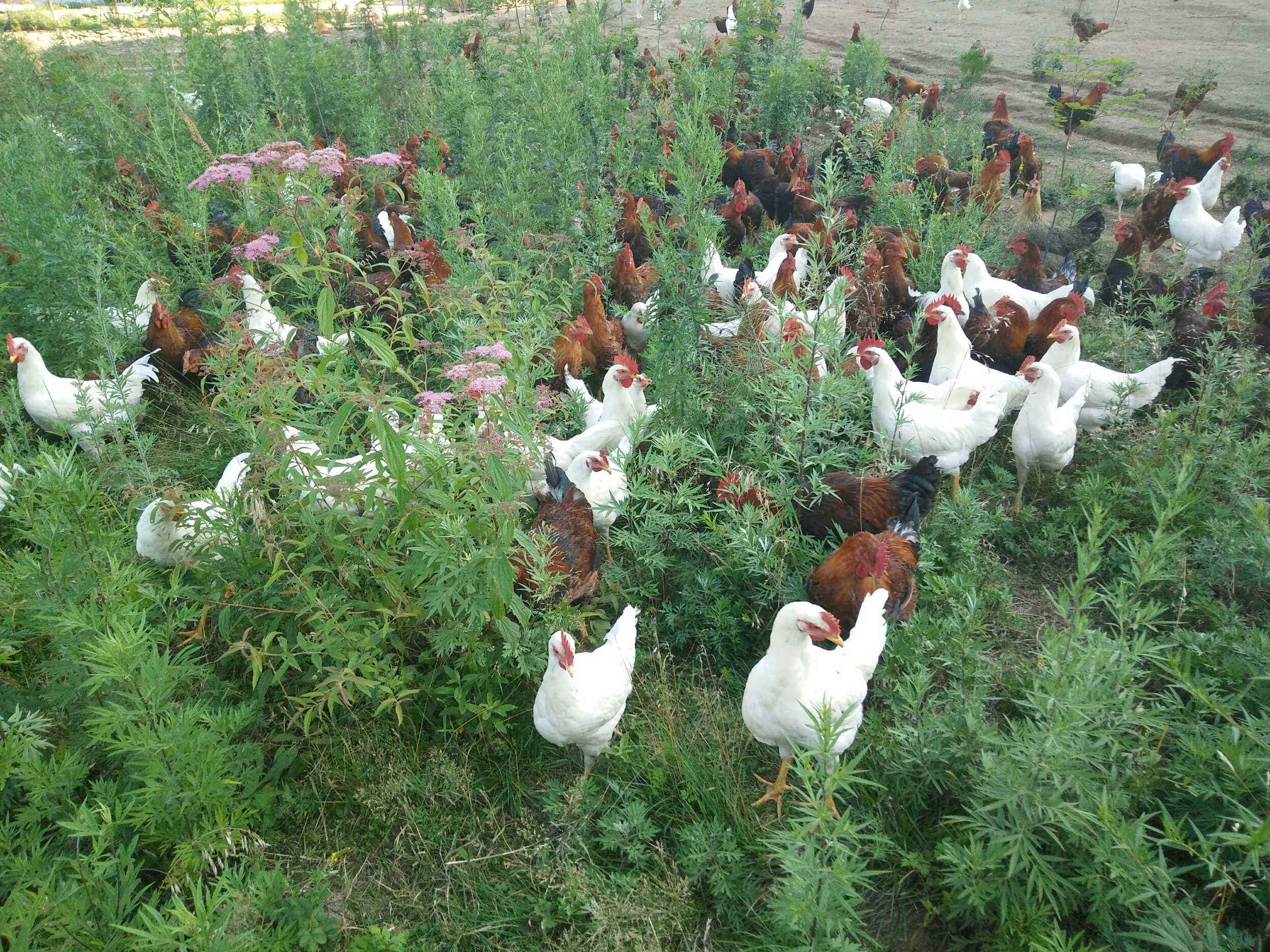 养鸡常见的误区看看你都犯了吗