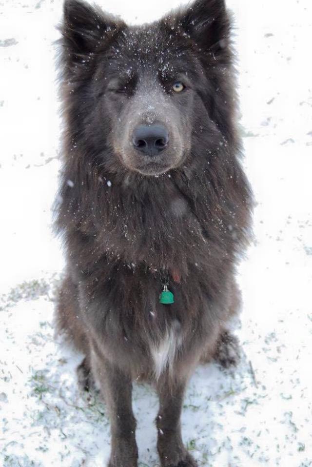 带狗在小区里遛弯邻居见了就躲额滴神啊你不能在这里遛狼