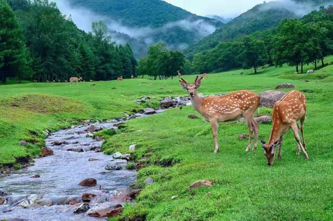金林美景系列让来自大森林里的精灵梅花鹿带您畅游金山鹿苑吧