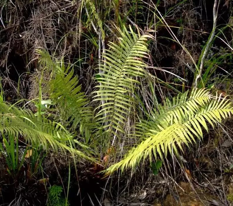 文山市首次发现国家Ⅱ级重点保护野生植物苏铁蕨