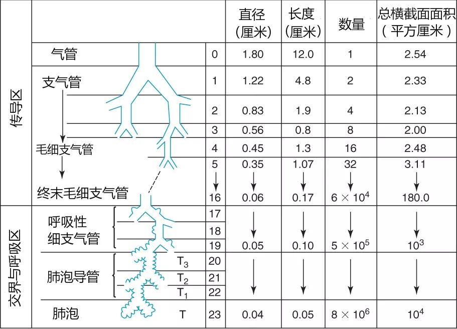 支气管分段图片