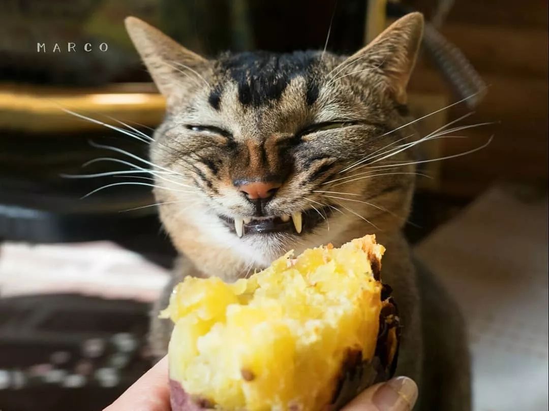 眼里嘴里全是戏同时养6只贪吃喵是种怎样的体验