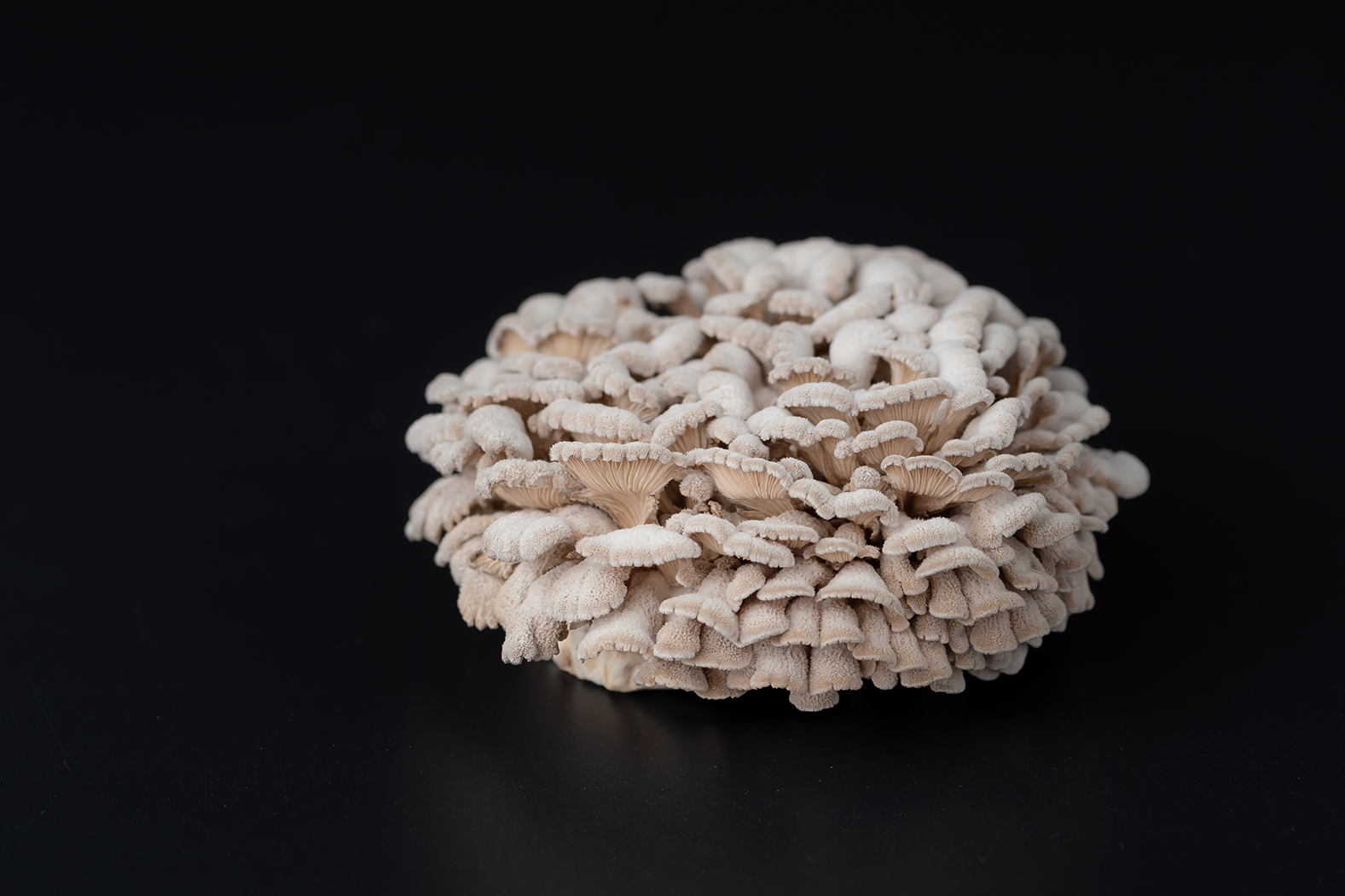 一小朵白参菌的个人展示页