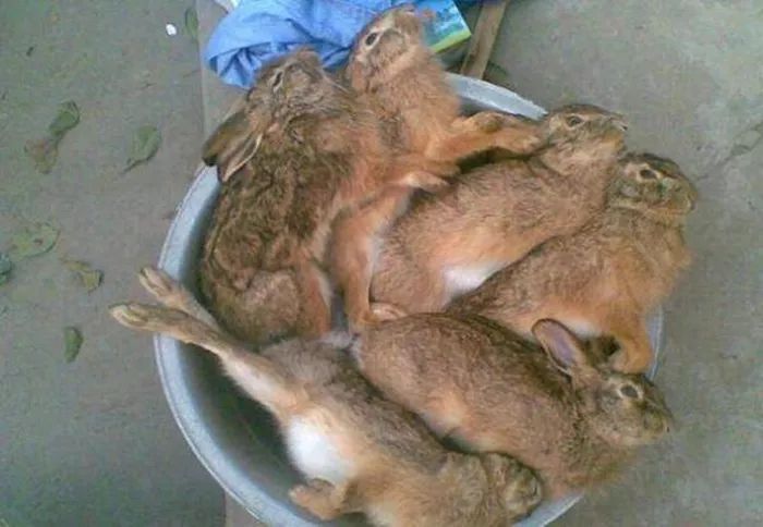 【法治】泾源男子非法捕猎狍子野兔,获刑一年罚金5000元!