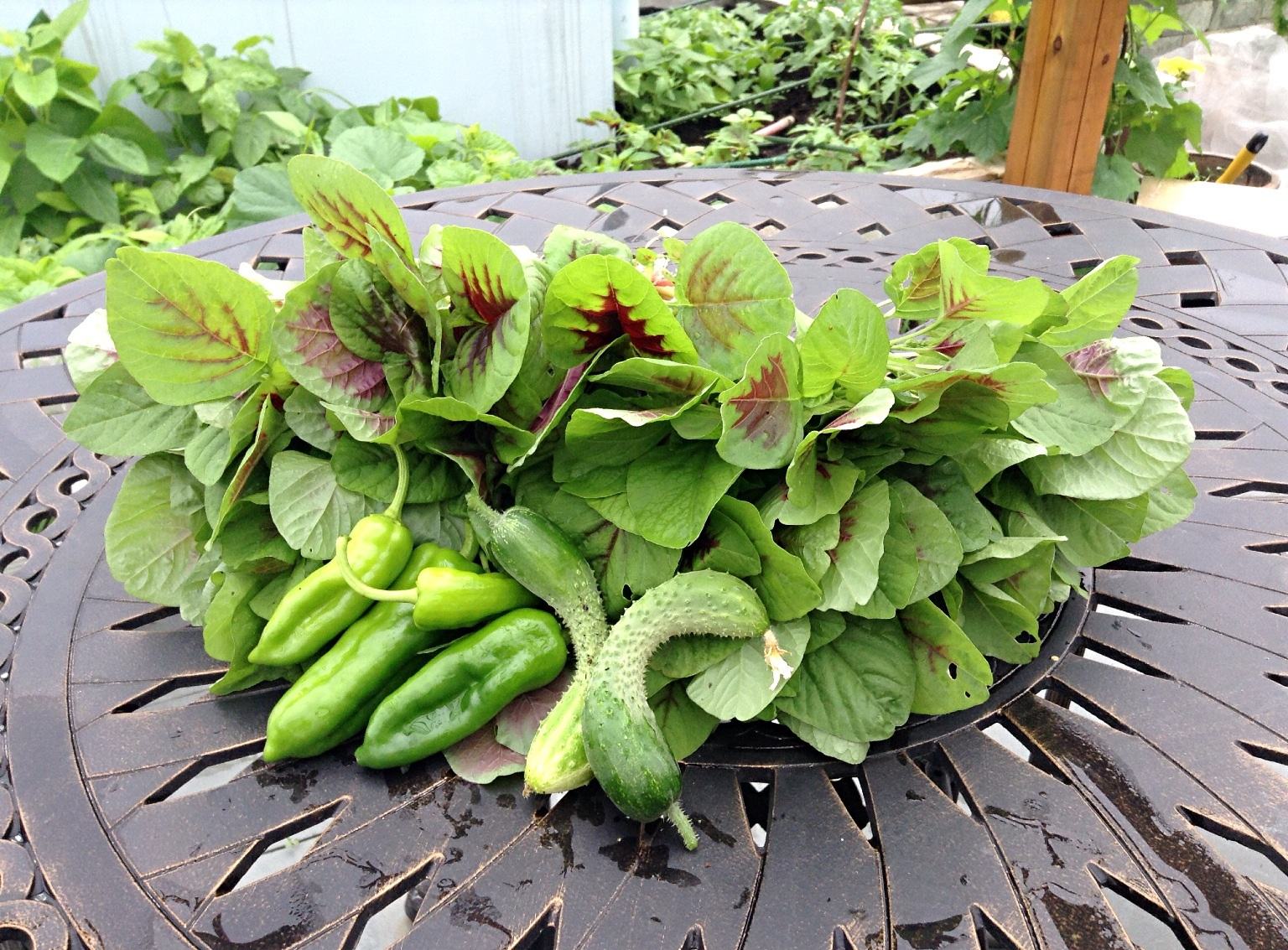 手脚冰凉多吃"补血莱",健康无公害,每天脸色红润润_苋菜