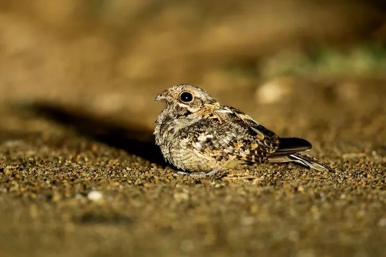 印度夜鹰这个是独行侠(宋老师)在泰国用前车灯照着我拍的,因此照片偏